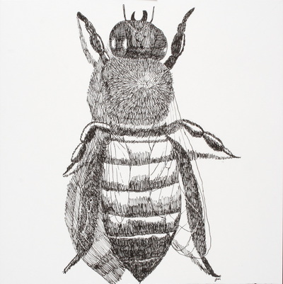 Realistically drawn honey bee in black ink.